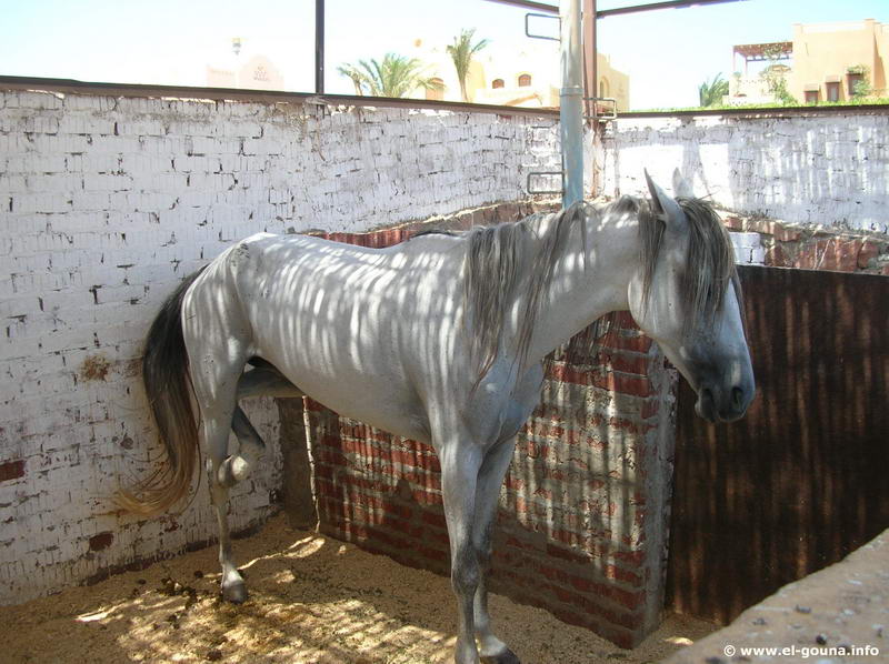 Yalla Horse Stables 8652