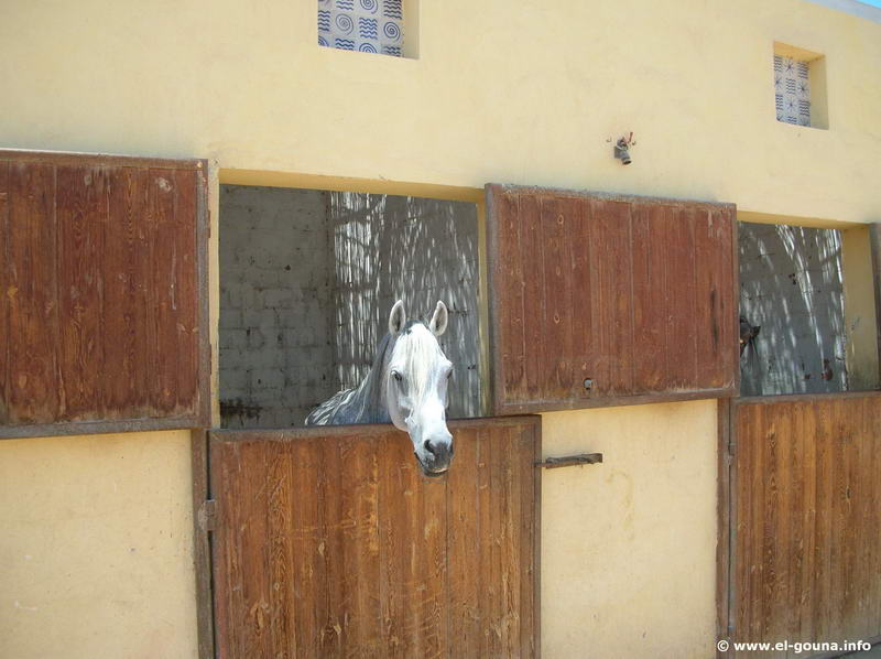 Yalla Horse Stables 8654