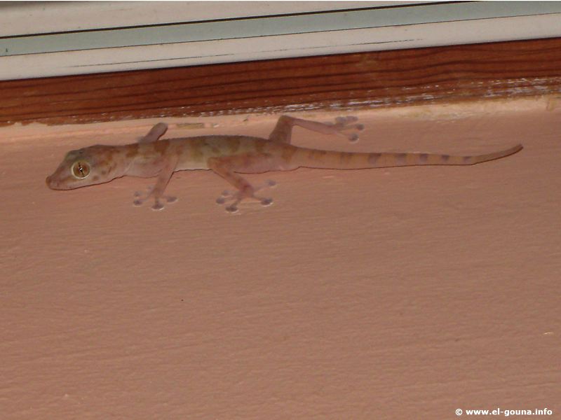Gecko-01