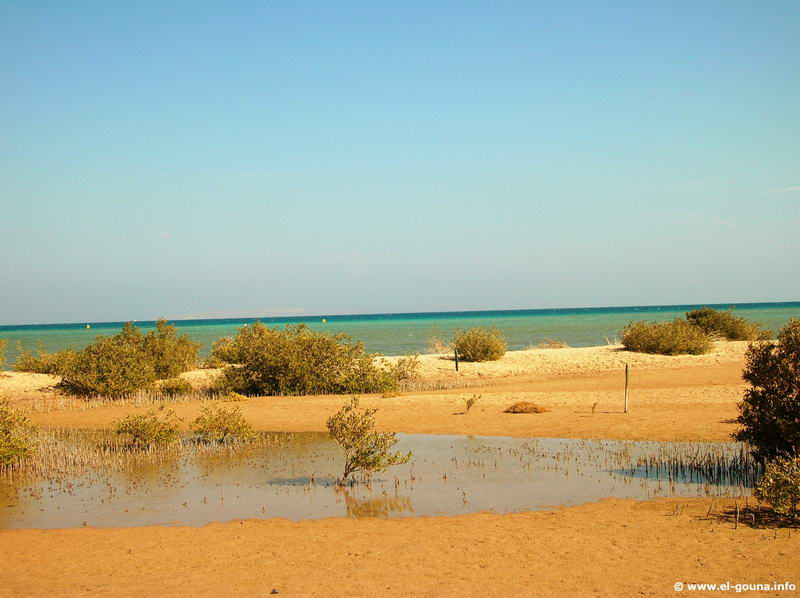 Hotel Sheraton Miramar Resort  El Gouna 3465