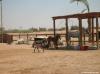 Yalla Horse Stables 8650