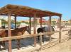 Yalla Horse Stables 8659