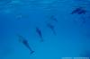 Blue Brothers Diving El Gouna 0045